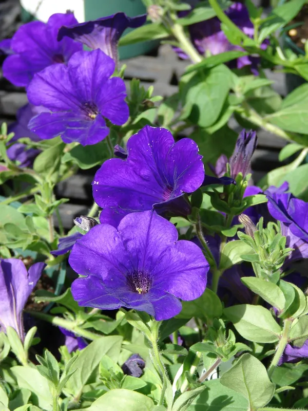 Pétunia — Petunia × hybrida