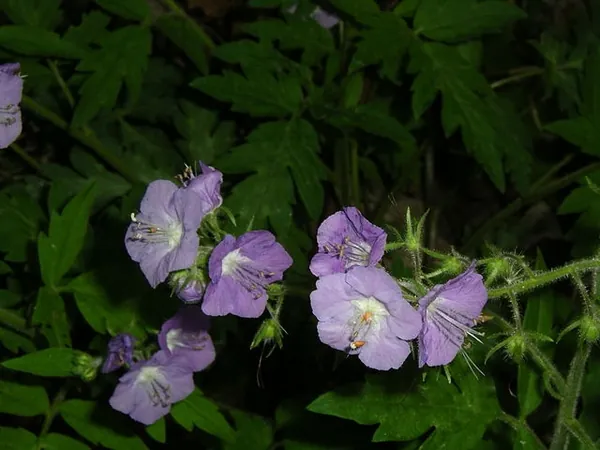 Phacelia bipinnatifida — floraison