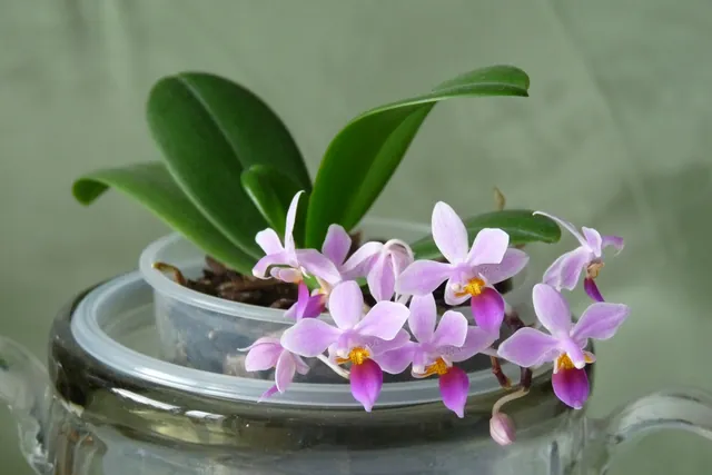 Phalaenopsis equestris — port de la plante
