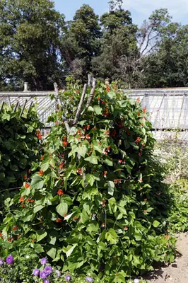 Phaseolus coccineus — port de la plante