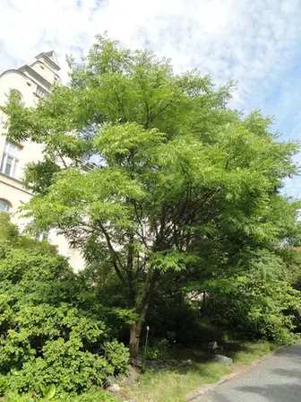 Phellodendron amurense — port de la plante