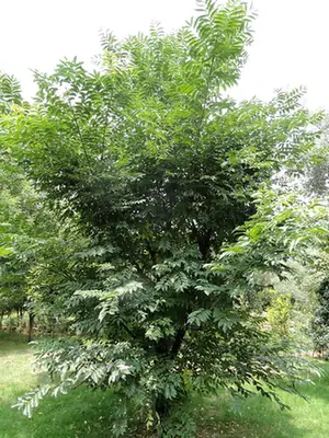 Phellodendron chinense — port de la plante