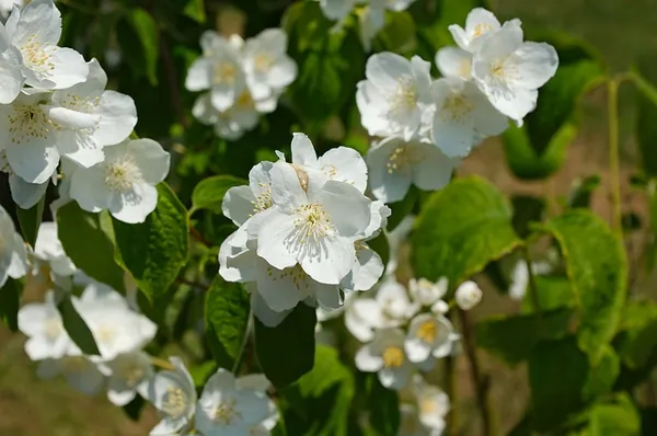 Philadelphus inodorus — floraison