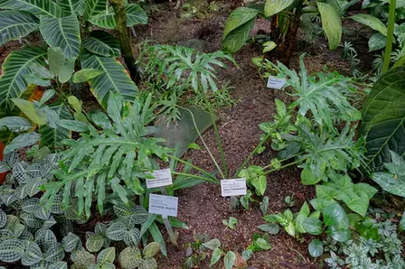 Philodendron bipinnatifidum — port de la plante