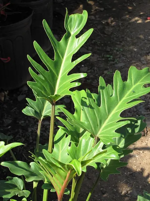 Philodendron xanadu — feuillage
