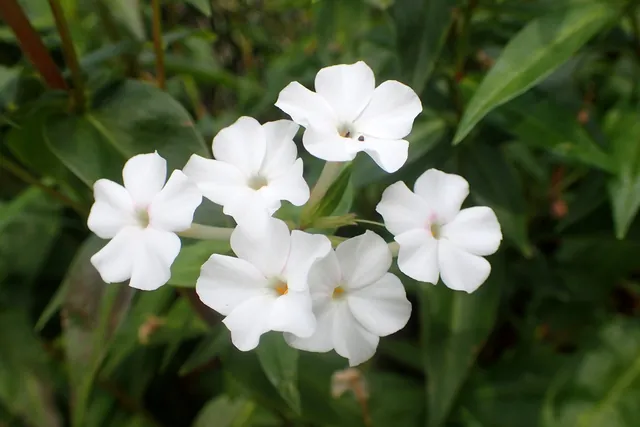 Phlox carolina — floraison