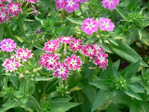 Phlox drummondii — floraison