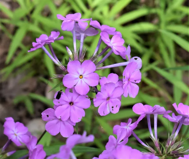 Phlox maculata — floraison