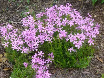 Phlox nivalis — port de la plante
