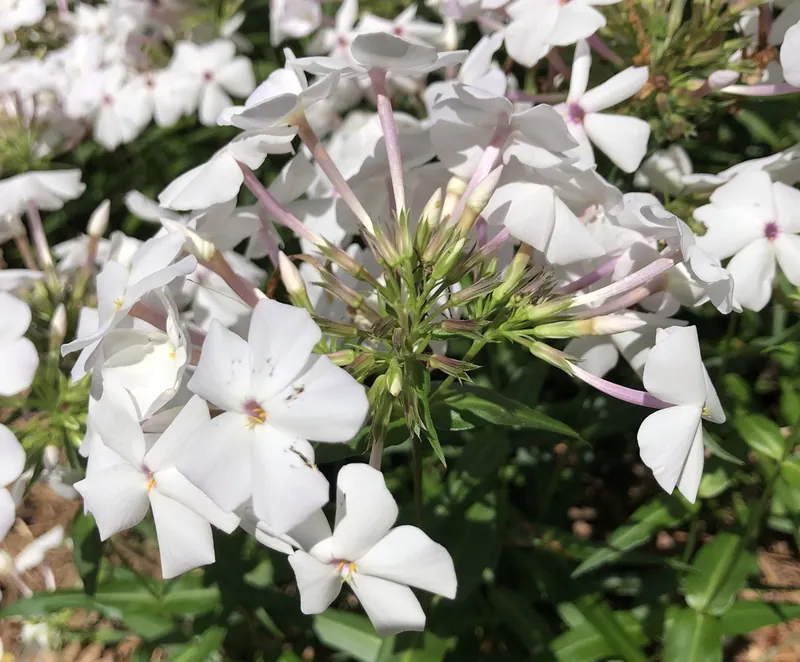 Phlox paniculé — Phlox paniculata
