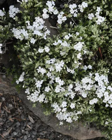 Phlox subulata — floraison