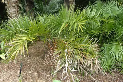 Phoenix acaulis — port de la plante