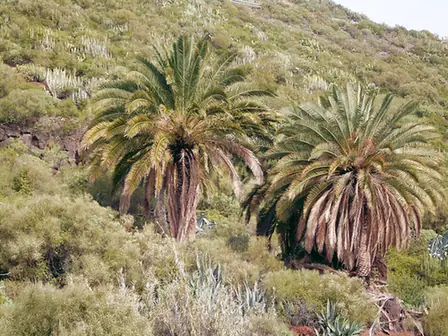 Phoenix canariensis — port de la plante