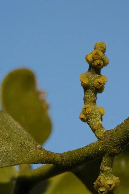 Phoradendron leucarpum — port de la plante