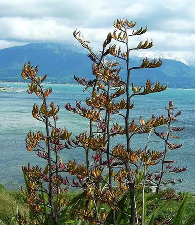 Phormium tenax — floraison