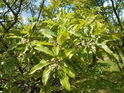 Photinia davidiana — port de la plante