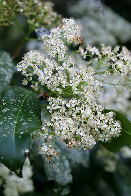 Photinia — Photinia × fraseri