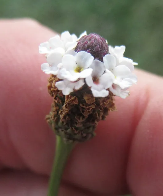 Phyla nodiflora — floraison