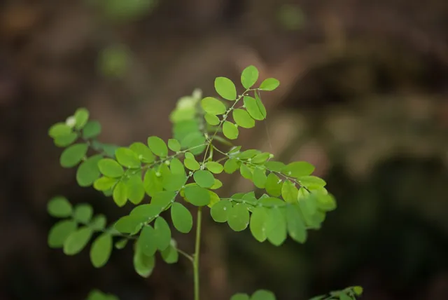 Phyllanthus tenellus — port de la plante