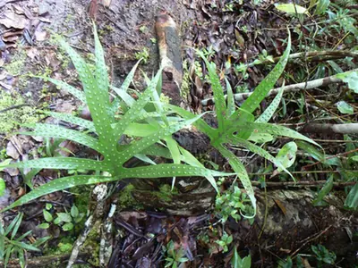 Phymatosorus scolopendria — port de la plante
