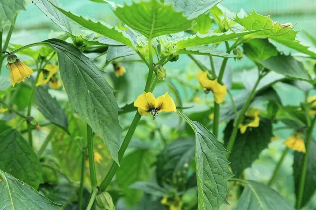Physalis philadelphica — floraison