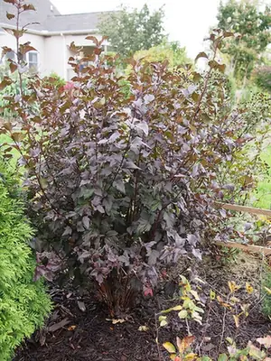 Physocarpus opulifolius — port de la plante