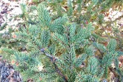 Picea asperata — port de la plante