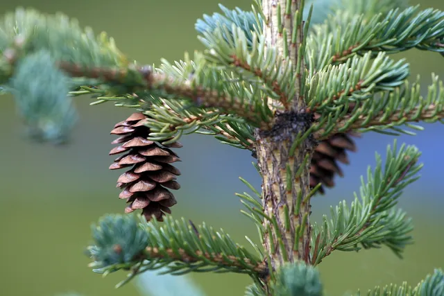 Picea laxa — port de la plante