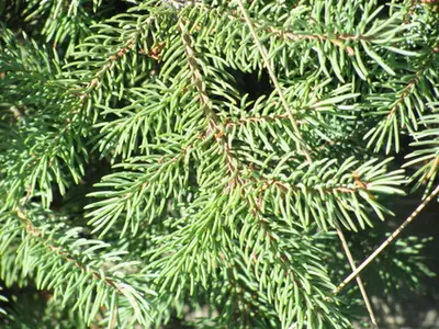Picea mariana — port de la plante