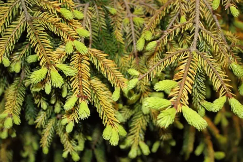 Picea orientalis — port de la plante