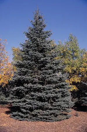 Picea pungens — port de la plante