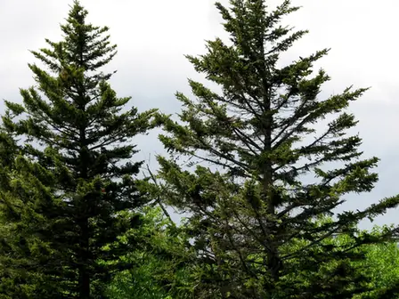 Picea rubens — port de la plante