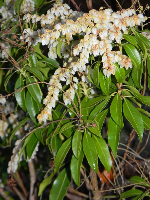 Piéris du Japon — Pieris japonica