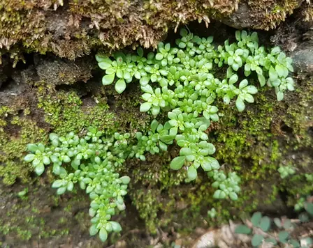 Pilea microphylla — port de la plante