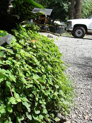 Pilea nummulariifolia — port de la plante