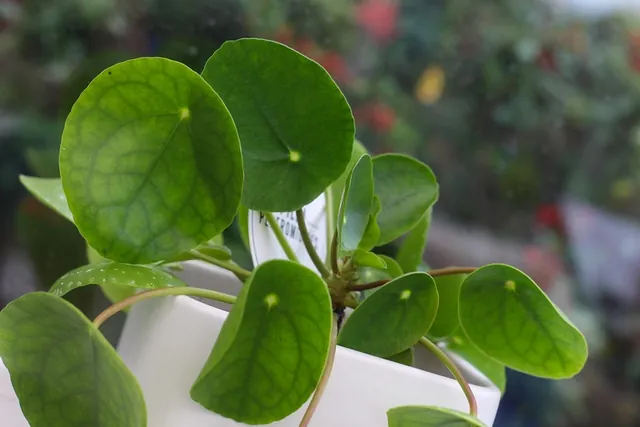 Pilea peperomioides — port de la plante