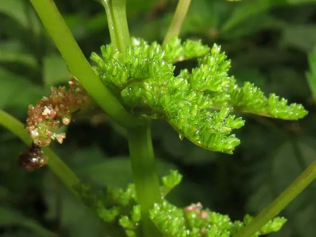 Pilea pumila — port de la plante