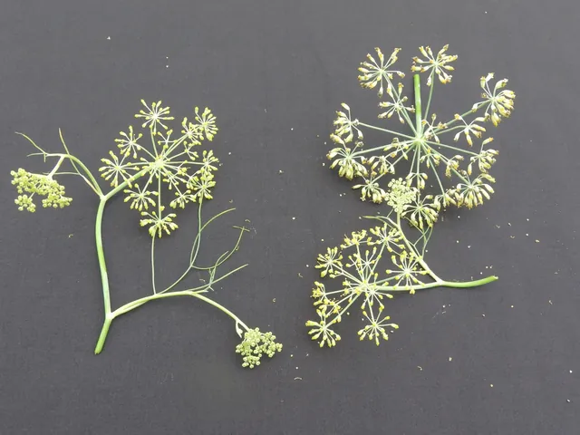 Pimpinella anisum — floraison