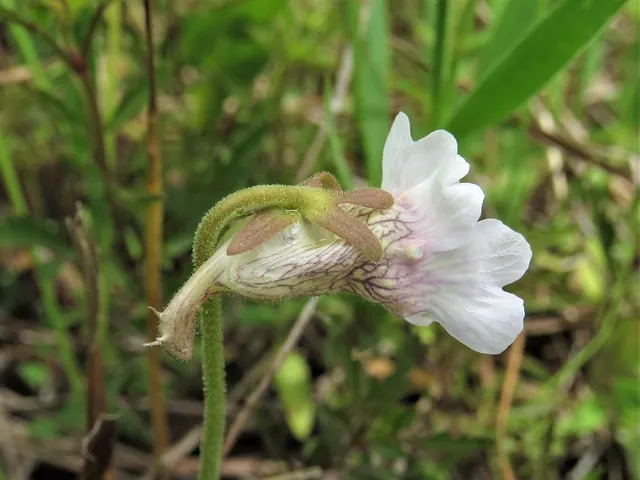 Pinguicula caerulea — floraison
