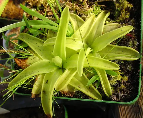 Pinguicula lutea — port de la plante