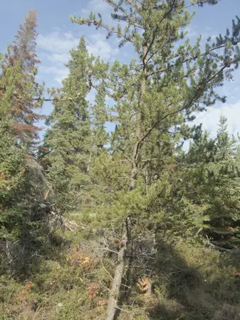 Pinus banksiana — port de la plante
