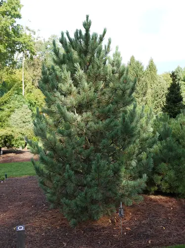Pinus cembra — port de la plante