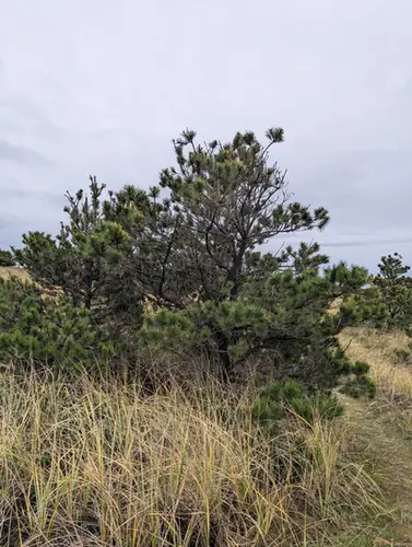 Pinus contorta — port de la plante