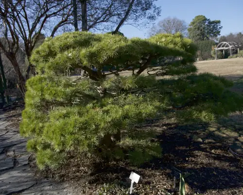 Pinus densiflora — port de la plante