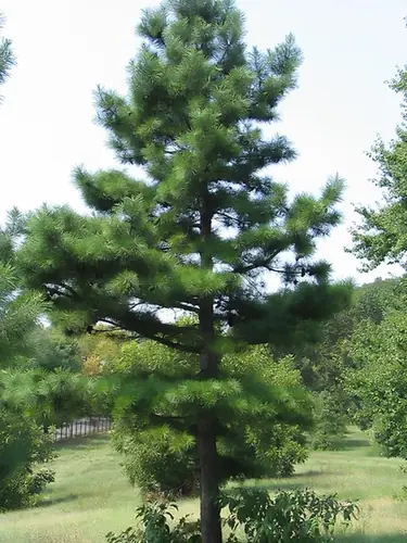 Pinus echinata — port de la plante