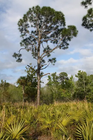 Pinus elliottii — port de la plante