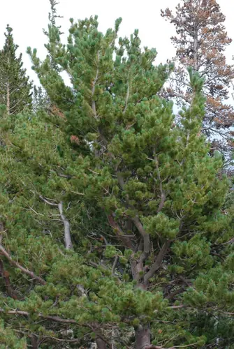 Pinus flexilis — port de la plante