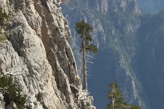 Pinus heldreichii — port de la plante