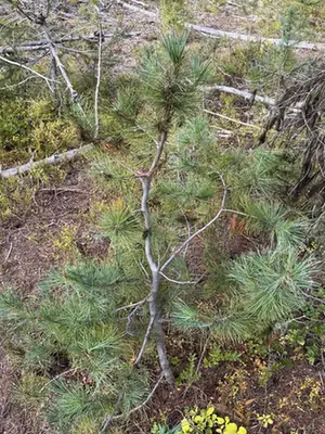 Pinus monticola — port de la plante