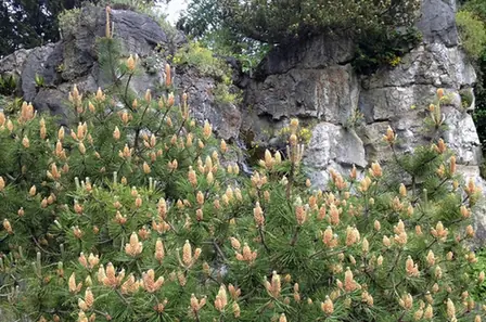 Pinus mugo — port de la plante